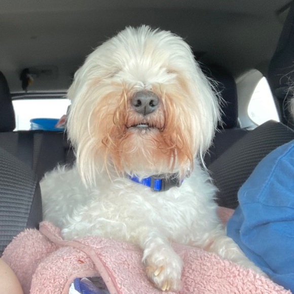 Meet your Posher, Jing - Picture 6 of 9